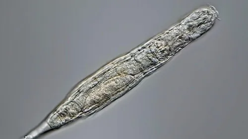 Un ver de 24.000 ans, ramené à la vie !